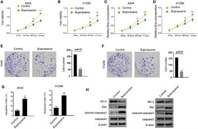 The Local Anesthetic Bupivacaine Inhibits the Progression of Non-Small Cell Lung Cancer by Inducing Autophagy Through Akt/mTOR Signaling